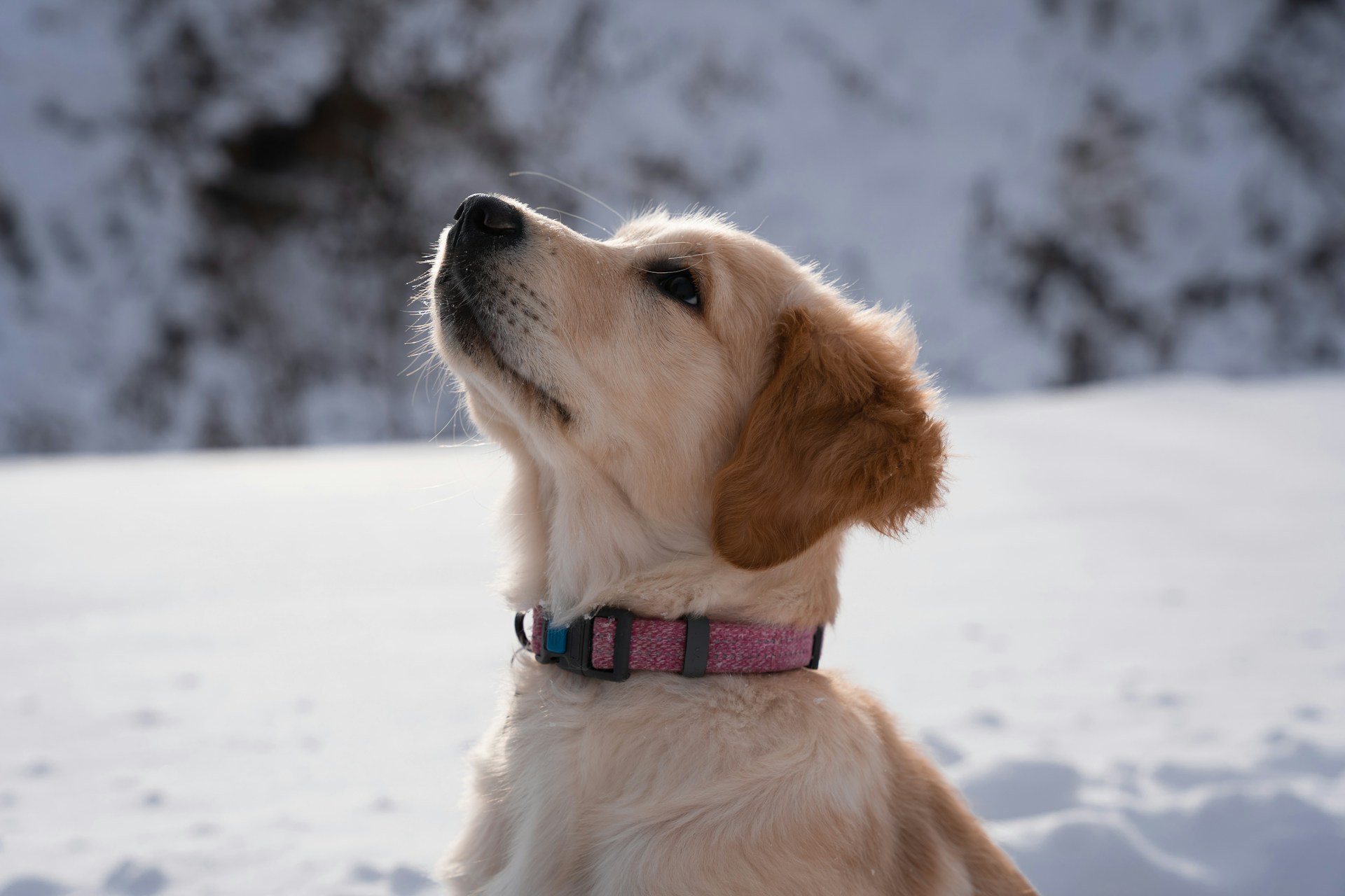 halsband voor honden