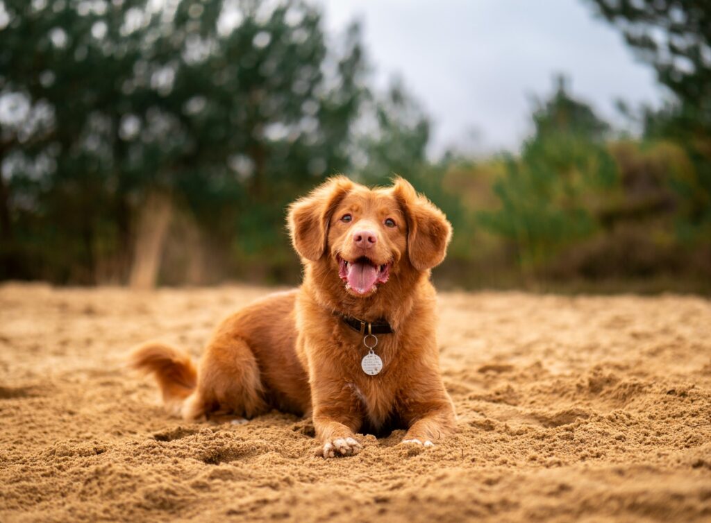 halsband voor honden